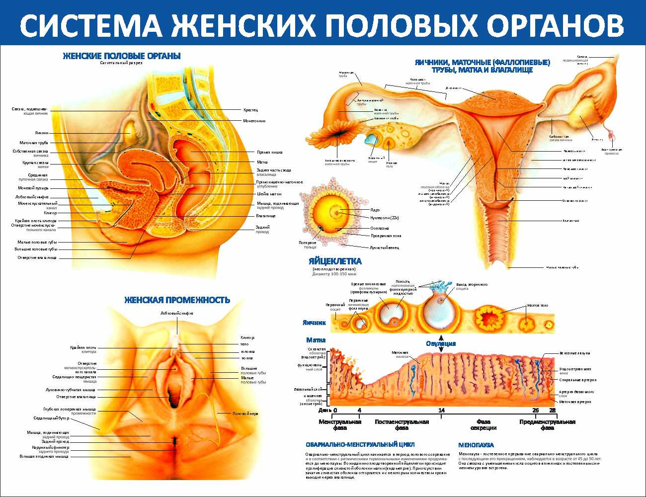 Система женских половых органовТобольск